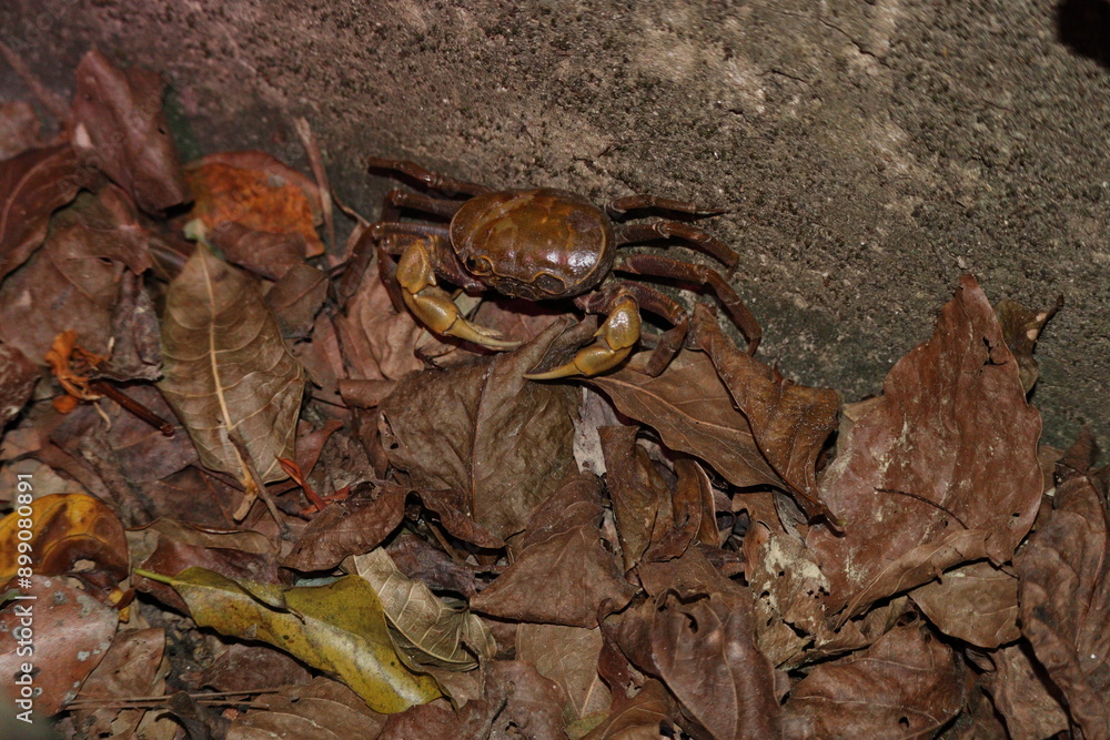 A crab wandering through the forest at night A crab wandering through the forest at night