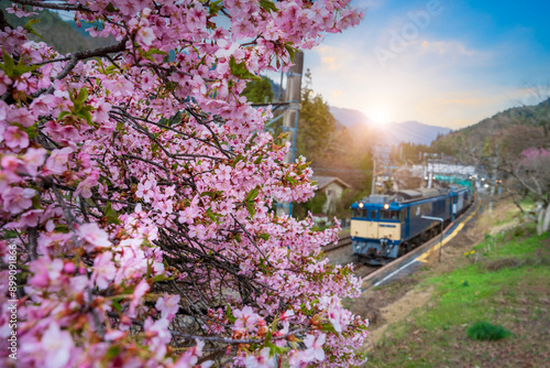 Photography Pink cherry blossoms blooming beautifully and trains departing from Japanese sta