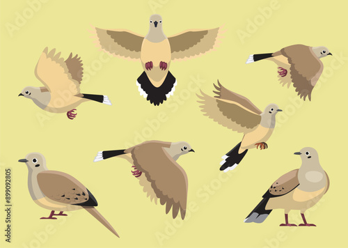 Dove Mourning Bird Various Poses Cartoon Vector Illustration Isolated Character