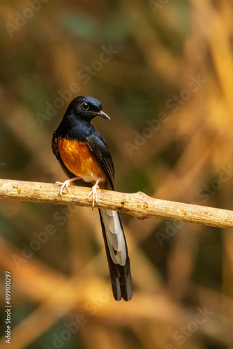 The male White-rumped Shama (Copsychus malabaricus) has a glossy blue-black head and upperparts with conspicuous white rump and long blackish tail; the chest is orange-rufous color.