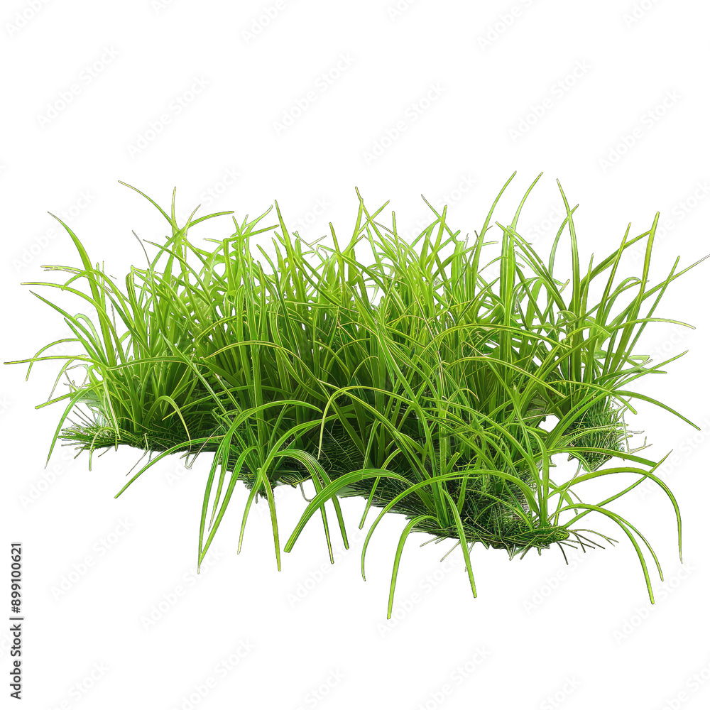 fresh dill isolated on white transparent background png fresh dill isolated on white transparent background png