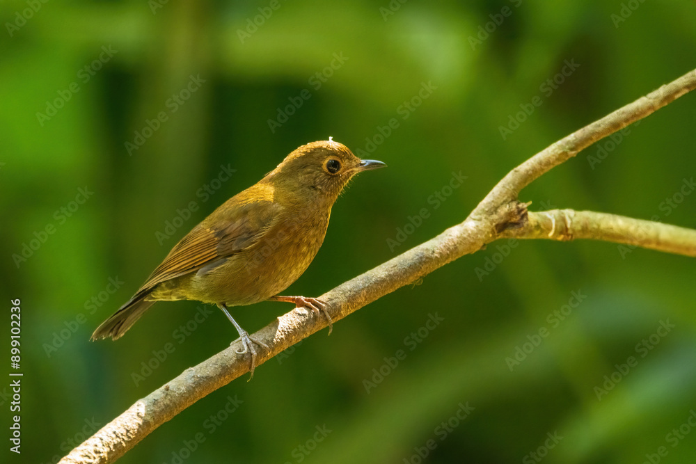 Obraz premium The female White-tailed Robin (Myiomela leucura) has a more subdued appearance compared to the male, with brownish-olive upperparts and lighter underparts.
