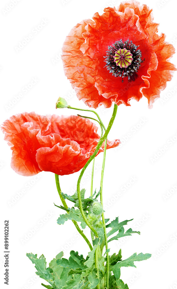 Obraz premium 양귀비 꽃