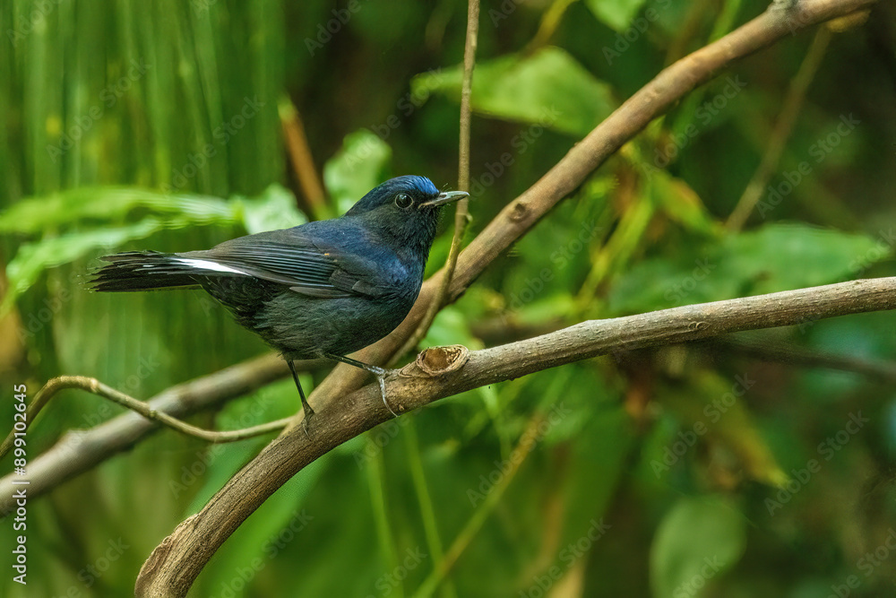 The male White-tailed Robin (Myiomela leucura) is a striking bird with deep blue-black plumage and a distinctive white tail. The male White-tailed Robin (Myiomela leucura) is a striking bird with deep blue-black plumage and a distinctive white tail.