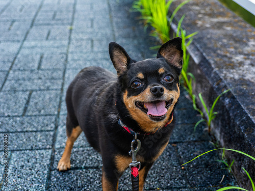 散歩中の小型犬