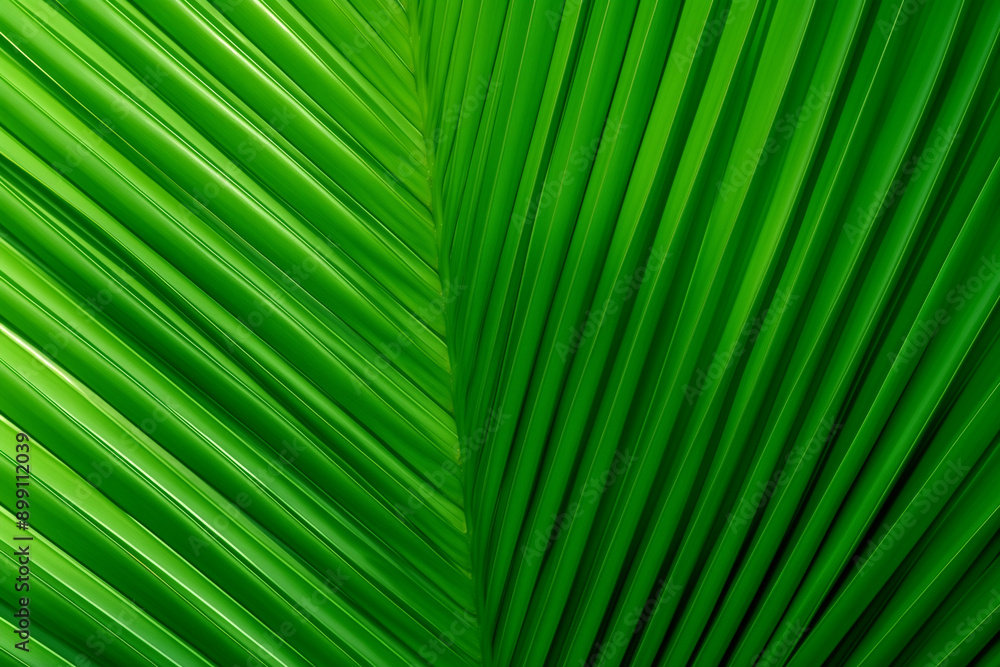 Natural tropical green palm leaf texture close-up Natural tropical green palm leaf texture close-up