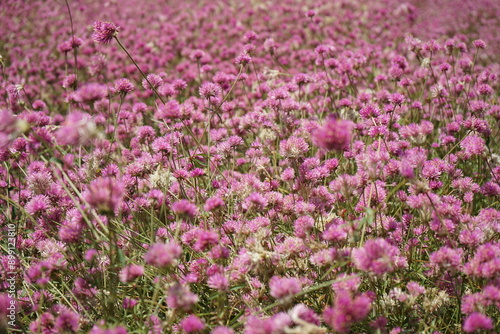 Zoom in the crowd of blossom purple daisy flowers in the wide field.