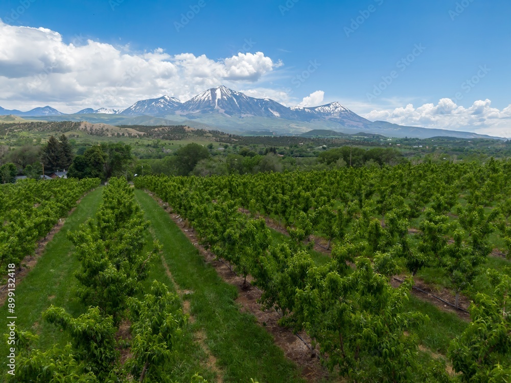 Fruit orchid and a view of Coal Mountain range, Paonia, Colorado, United States of America. Fruit orchid and a view of Coal Mountain range, Paonia, Colorado, United States of America.