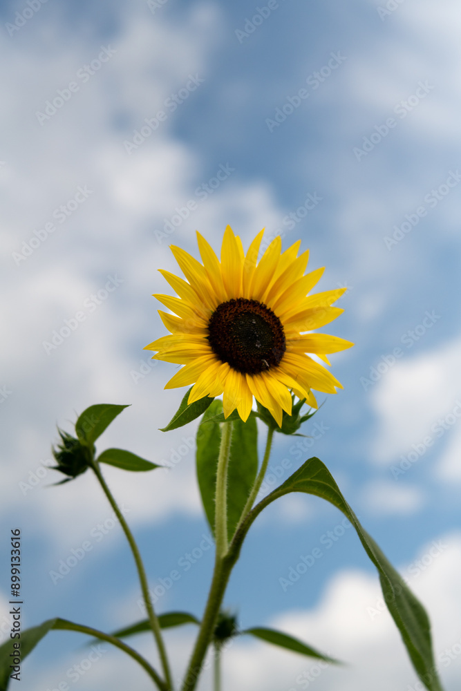 Full blooming of sunflower (Helianthus annuus) in Japan in mid-summer