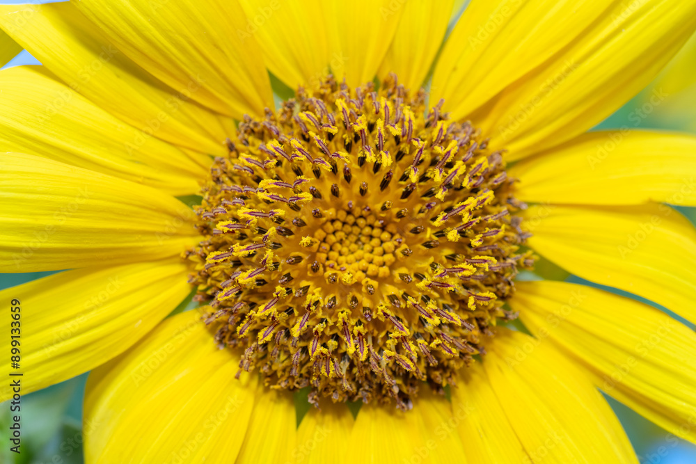 Full blooming of sunflower (Helianthus annuus) in Japan in mid-summer