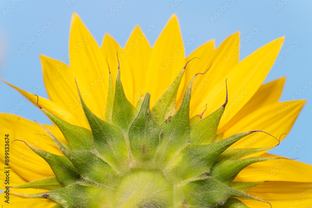 Full blooming of sunflower (Helianthus annuus) in Japan in mid-summer