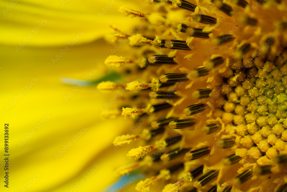 Full blooming of sunflower (Helianthus annuus) in Japan in mid-summer