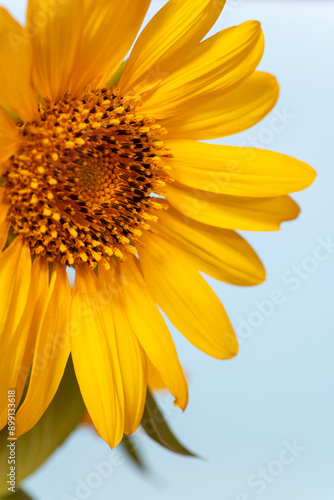 Obraz na płótnie Full blooming of sunflower (Helianthus annuus) in Japan in mid-summer w salonie