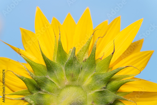 Full blooming of sunflower (Helianthus annuus) in Japan in mid-summer