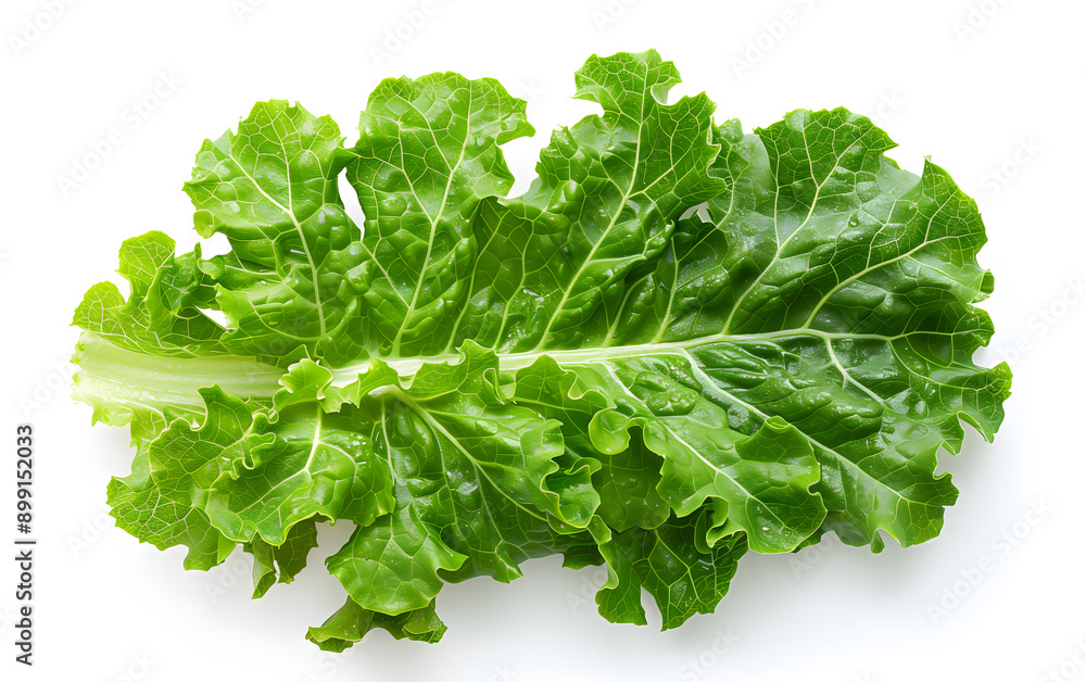 Fresh Kale Leaf with Water Droplets on White Background Fresh Kale Leaf with Water Droplets on White Background