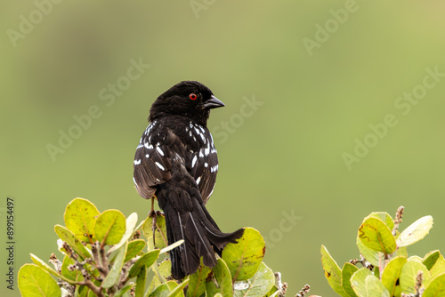 Closeup of a spotted towhee photo