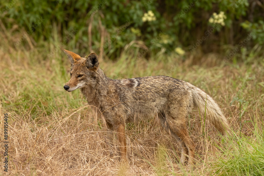 Closeup of coyote with green grass in the background Closeup of coyote with green grass in the background