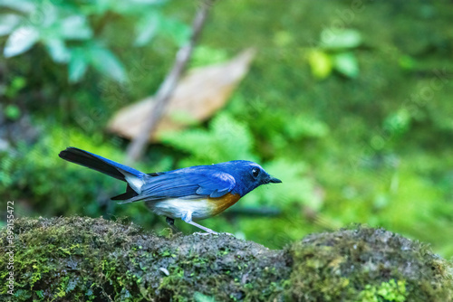 The male Blue-throated Blue Flycatcher (Cyornis rubeculoides) is a small, brightly colored bird with striking blue upperparts and a vivid blue throat, contrasting with a white belly and rufous flanks. photo