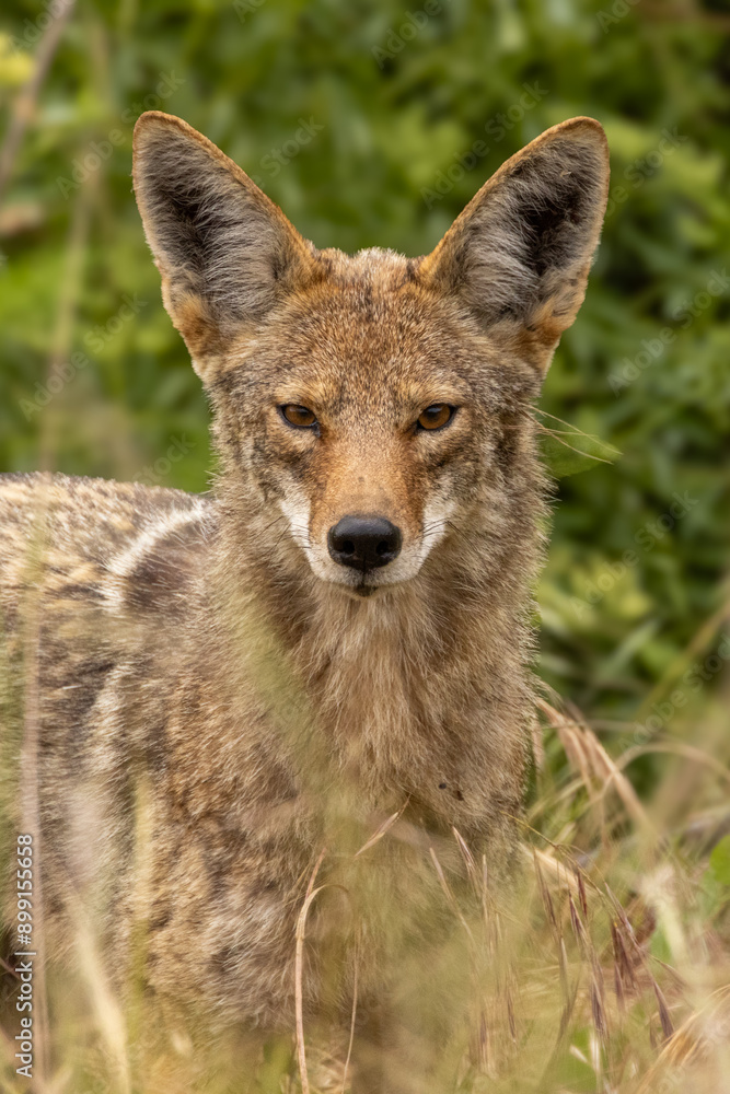 Closeup of coyote with green grass in the background Closeup of coyote with green grass in the background