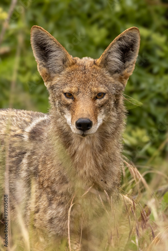 Closeup of coyote with green grass in the background