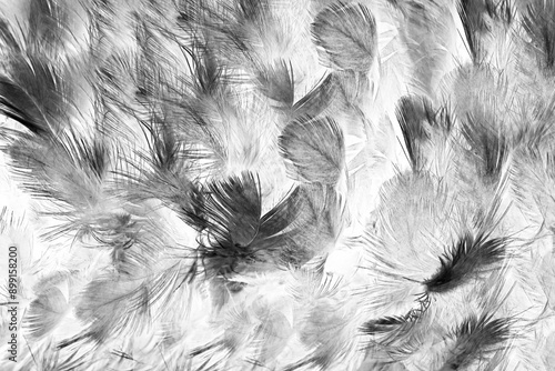 Fototapeta Naklejka Na Ścianę i Meble -   Beautiful black swan feather pattern texture background