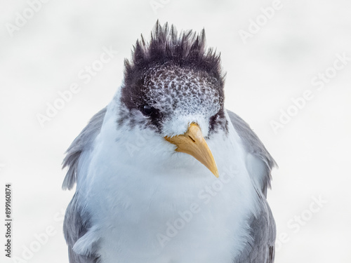 Great Crested Tern - Thalasseus bergii in Australia