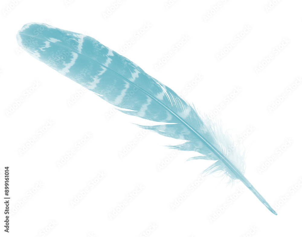 Beautiful feather color green turquoise isolated on white background Beautiful feather color green turquoise isolated on white background