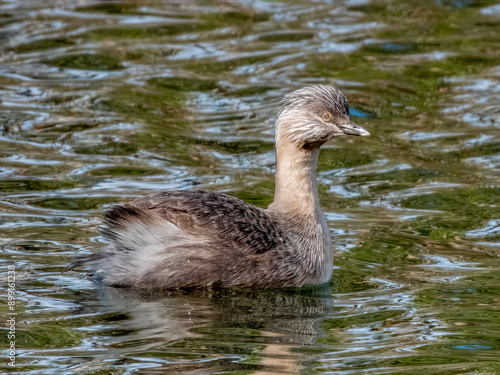 Hoary-headed Grebe - Poliocephalus poliocephalus in Australia
