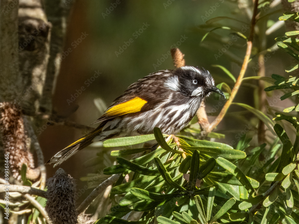 Fototapeta premium New Holland Honeyeater - Phylidonyris novaehollandiae in Australia