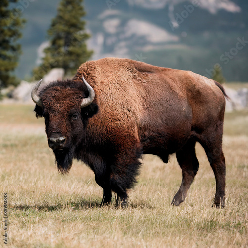 Photo of American Bison in Yellowstone