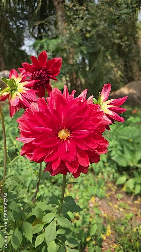 dahlia flower dahlia flower