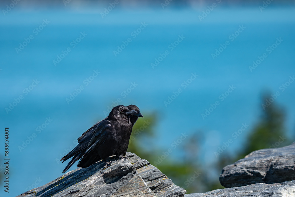 Obraz premium The American crow (Corvus brachyrhynchos) is a large passerine bird species of the family Corvidae. Shotgun Cove Trailhead, Whittier, Alaska 