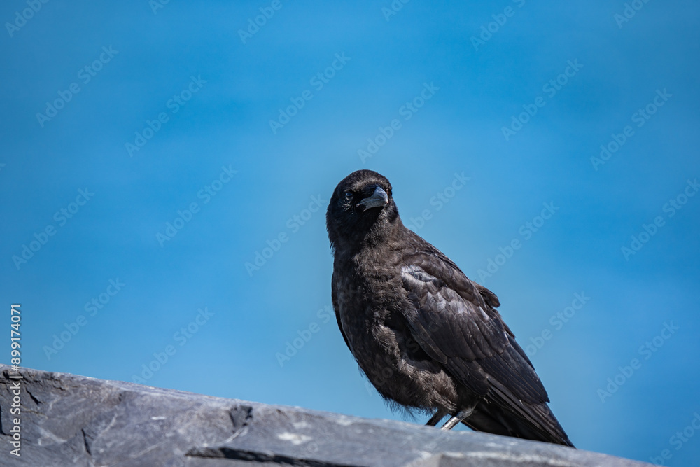 Fototapeta premium The American crow (Corvus brachyrhynchos) is a large passerine bird species of the family Corvidae. Shotgun Cove Trailhead, Whittier, Alaska 