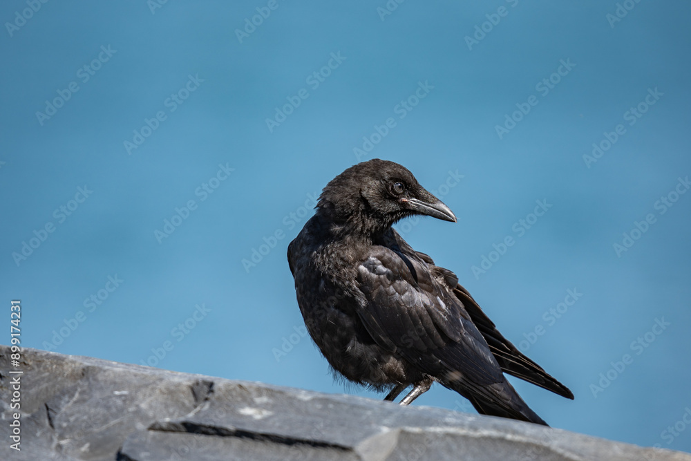 The American crow (Corvus brachyrhynchos) is a large passerine bird species of the family Corvidae. Shotgun Cove Trailhead, Whittier, Alaska
The American crow (Corvus brachyrhynchos) is a large passerine bird species of the family Corvidae. Shotgun Cove Trailhead, Whittier, Alaska