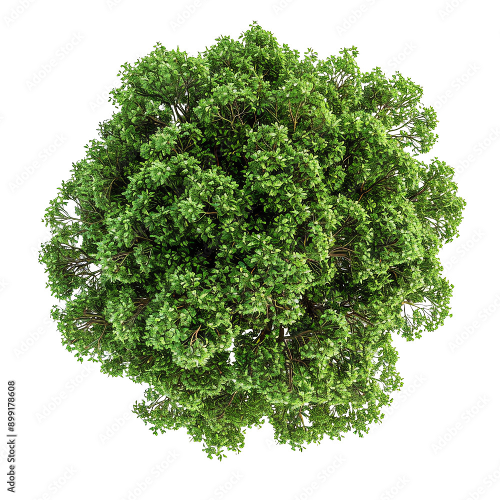 Obraz premium Top view of a lush green tree, showcasing dense foliage against a transparent background, ideal for nature and environmental themes.