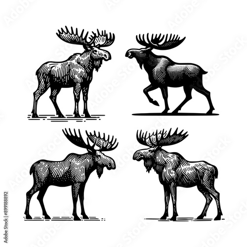 vintage design moose hand drawn vector template illustration