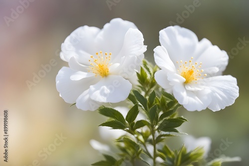 Rock rose flower bokeh background, AI Generated