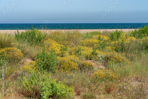 Mediterranean Sand Beach Dunes Vegetation