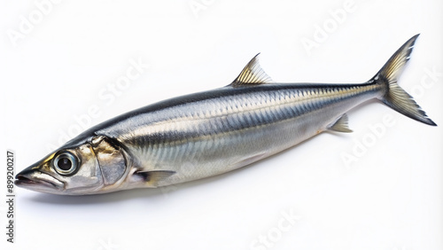 Freshly caught Pacific saury fish with sleek silver scales and pointed snout lying on its side, isolated on a clean white background with subtle shadows. photo