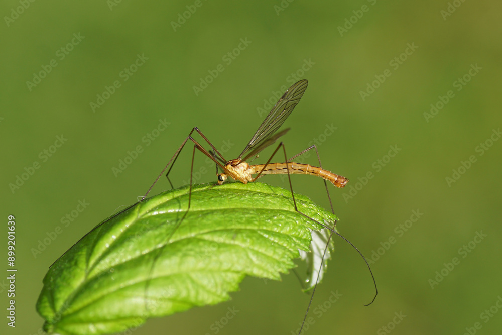 Male crane fly Nephrotoma scurra, family Tipulidae on a raspberry leaf. Dutch garden. Summer, July, Netherlands Male crane fly Nephrotoma scurra, family Tipulidae on a raspberry leaf. Dutch garden. Summer, July, Netherlands