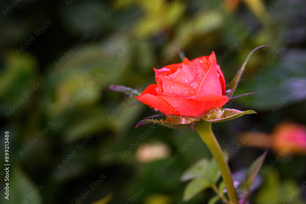 Fototapeta premium A red rose with water droplets on its petals blooms in the garden.