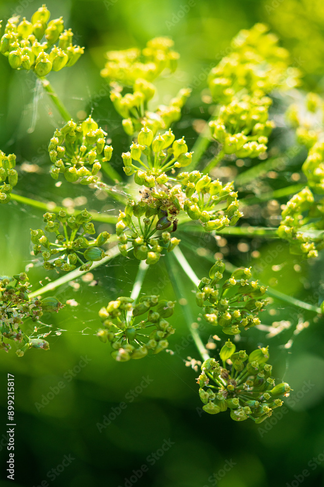 Blossoming Ivy Flowers: Delicate Green Clusters in Nature Blossoming Ivy Flowers: Delicate Green Clusters in Nature