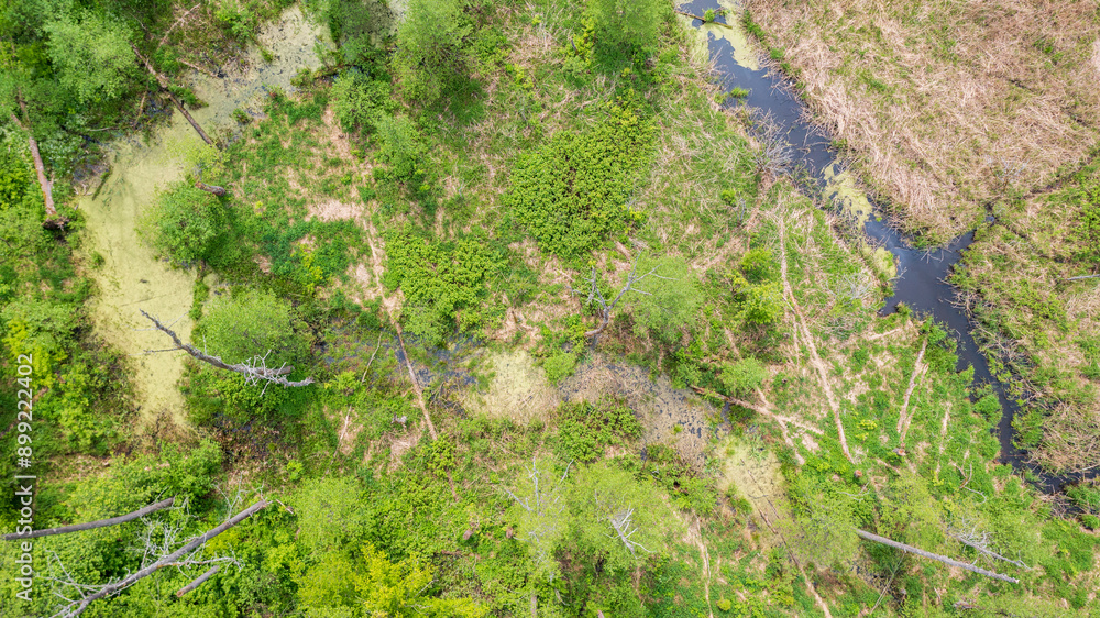 Aerial view of forest river with dead tree along