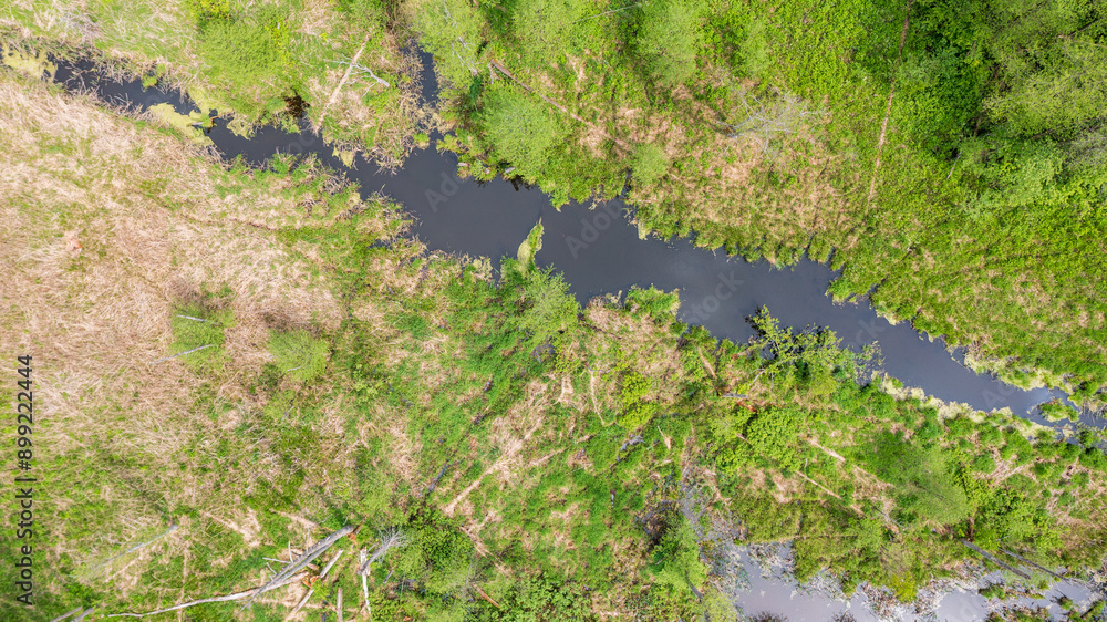Aerial view of forest river with dead tree along