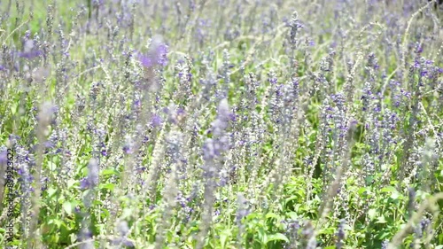 Field of lavender flowers blowing with the wind