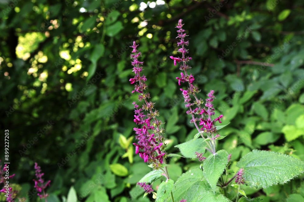 Close up of a hedge woundwort (stachys sylvatica) flower in bloom Close up of a hedge woundwort (stachys sylvatica) flower in bloom