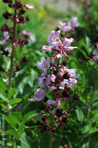 Dictamnus albus. Diptam known as burning bush or fraxinella. photo