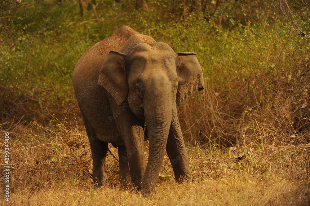 Fototapeta premium elephant in the wild