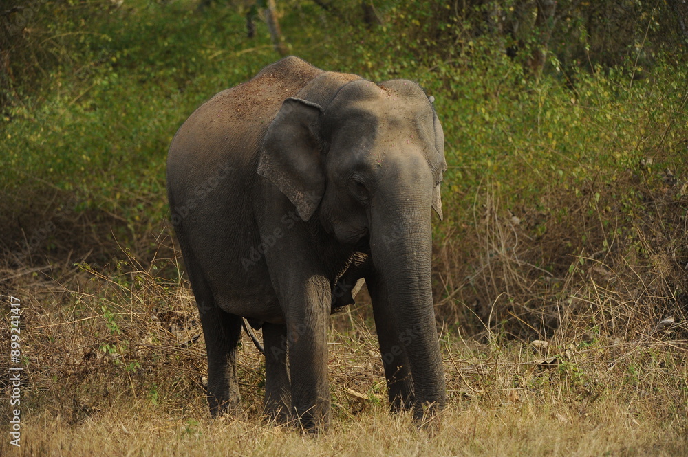 elephant in the wild elephant in the wild