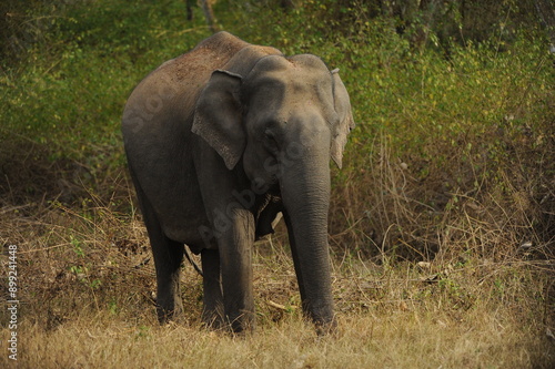 elephant in the wild